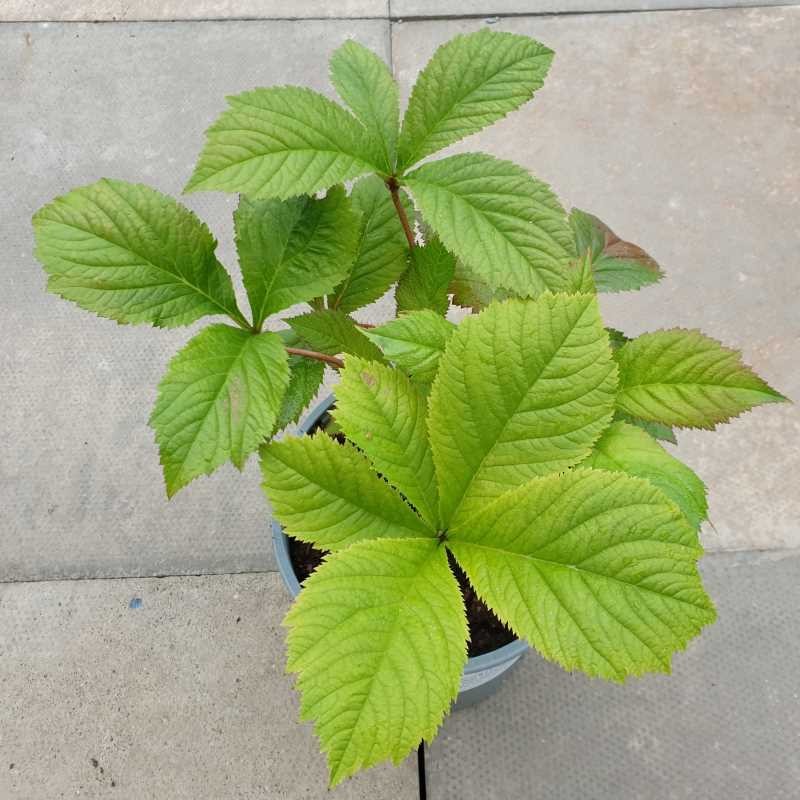 Rodgersia aesculifolia