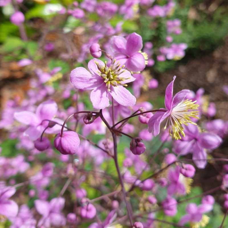 Thalictrum rochebrunianum - flowers close up Thalictrum rochebrunianum - flowers close up