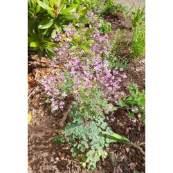 Thalictrum rochebrunianum - early July