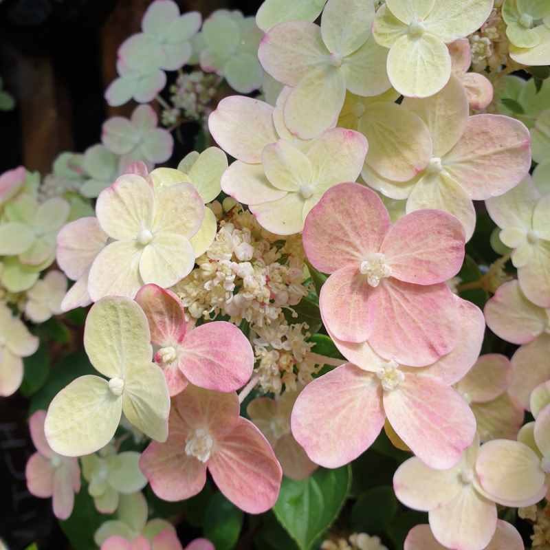 Hydrangea paniculata 'Switch Ophelia' - flowers in July Hydrangea paniculata 'Switch Ophelia' - flowers in July