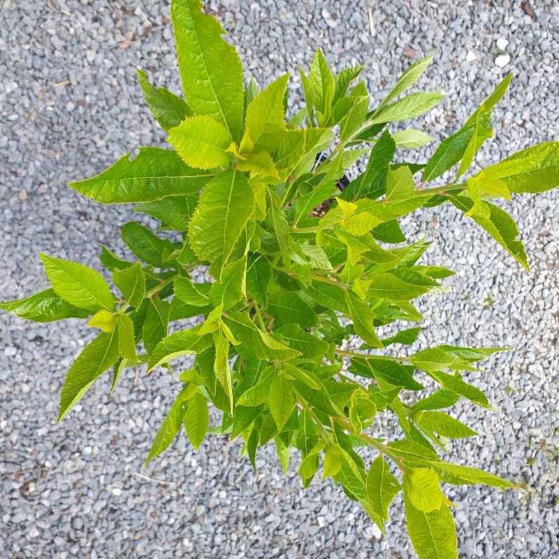 Clethra fargesii