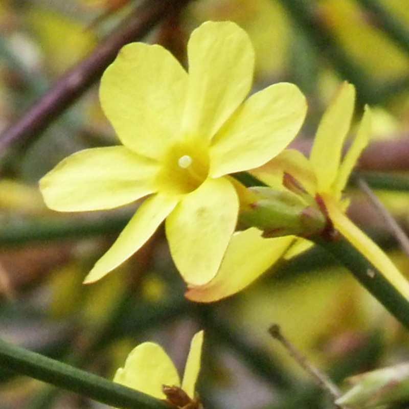 Jasminum nudiflorum - yellow winter flowers