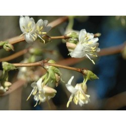Lonicera x purpusii 'Winter Beauty'