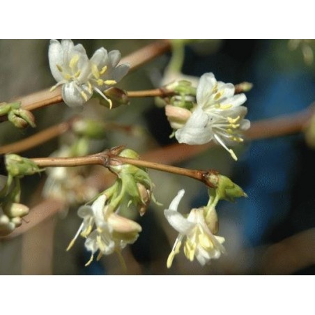 Lonicera x purpusii 'Winter Beauty' Lonicera x purpusii 'Winter Beauty'