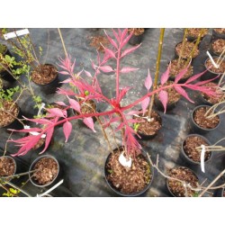 Toona sinensis 'Flamingo' - spring leaves