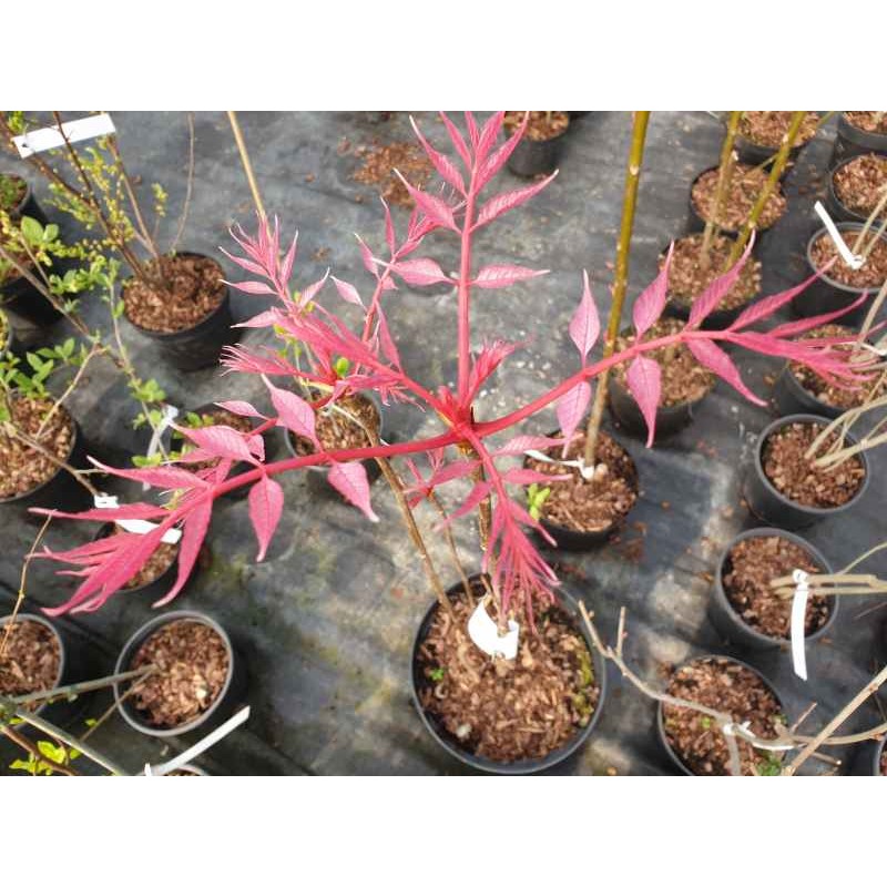 Toona sinensis 'Flamingo' - spring leaves