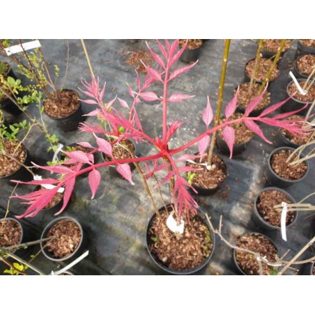 Toona sinensis 'Flamingo' - spring leaves