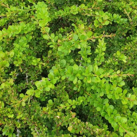 Berberis thunbergii 'Green Carpet' - summer leaves Berberis thunbergii 'Green Carpet' - summer leaves