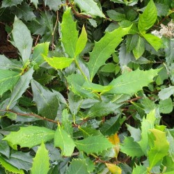 Berberis hypokerina - summer leaves