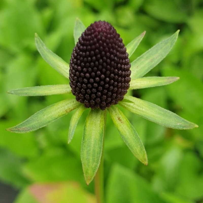 Rudbeckia occidentalis 'Green Wizard' - flowers in July