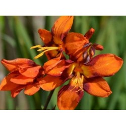 Crocosmia x 'Emily Mckenzie' - summer flowers