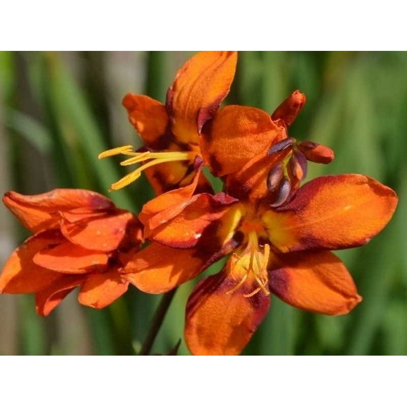 Crocosmia x 'Emily Mckenzie' - summer flowers Crocosmia x 'Emily Mckenzie' - summer flowers
