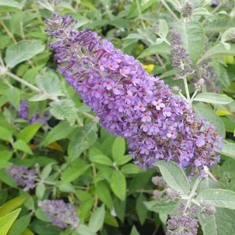 Buddleja 'Lochinch' - summer flowers Buddleja 'Lochinch' - summer flowers