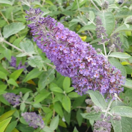 Buddleja 'Lochinch' - summer flowers