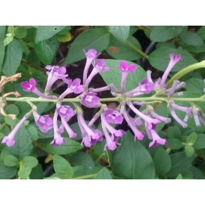 Buddleja lindleyana - late summer flowers Buddleja lindleyana - late summer flowers
