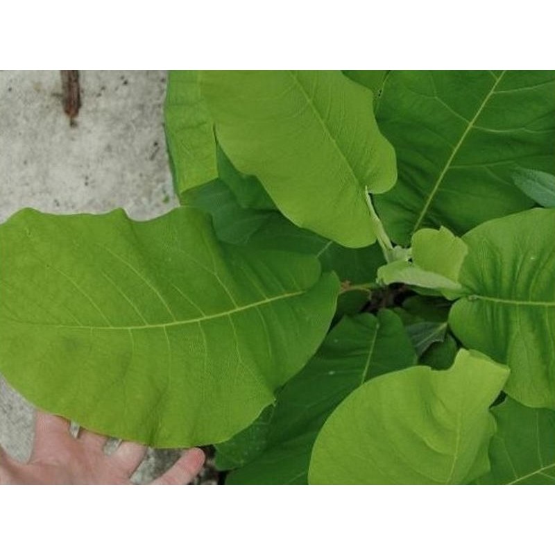 Magnolia macrophylla - huge leaves
