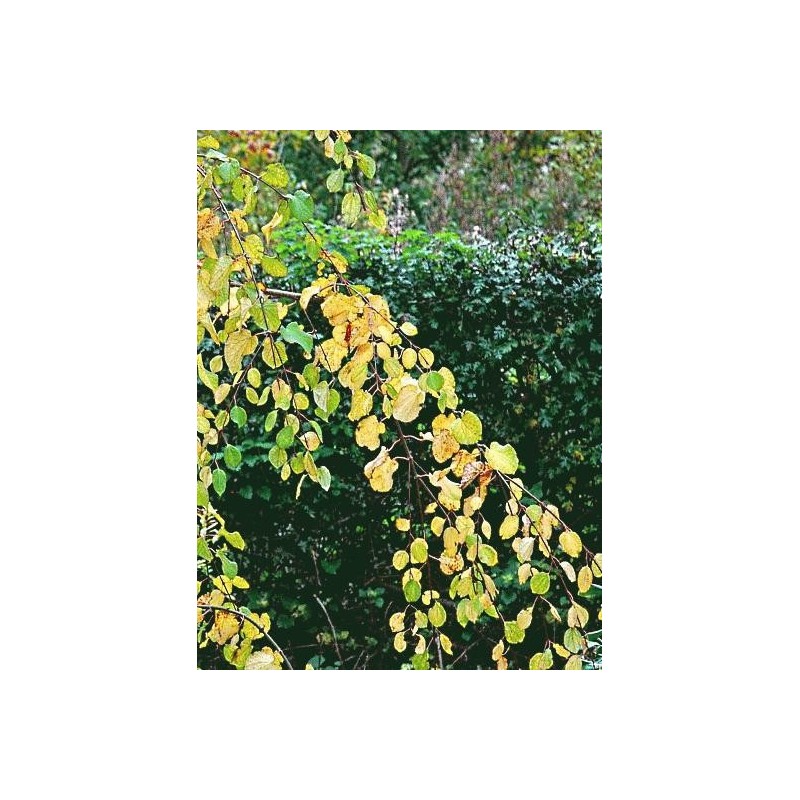 Cercidiphyllum japonicum 'Tidal Wave' Cercidiphyllum japonicum 'Tidal Wave'