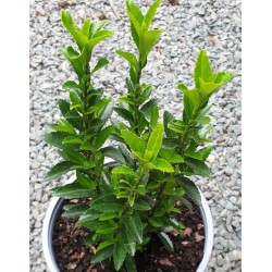 Euonymus japonicus 'Green Spire' - summer foliage