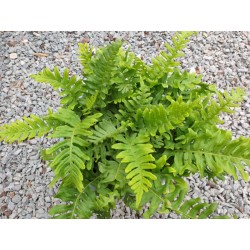 Polypodium vulgare 'Bifido Multifidum' - summer fronds