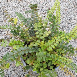Pellaea rotundifolia - summer fronds