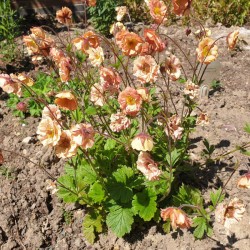 Geum 'Mai Tai' - flowers in early June
