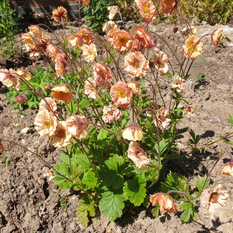 Geum 'Mai Tai' - flowers in early June