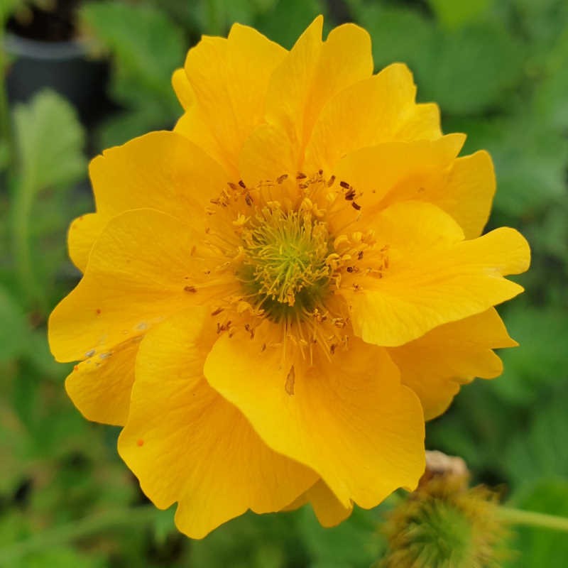 Geum 'Lady Stratheden' - flowers in June