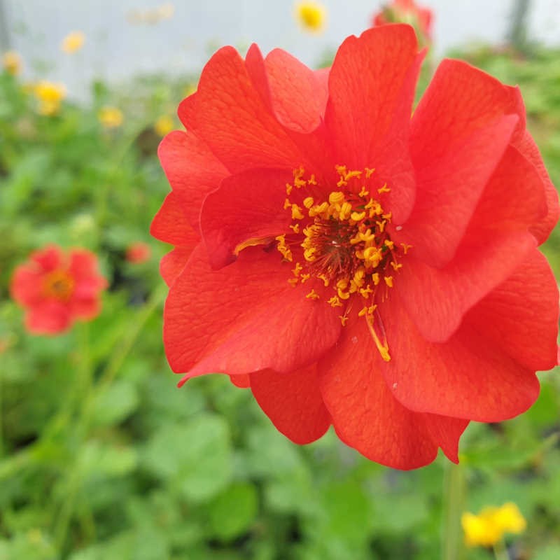 Geum 'Mrs J. Bradshaw' - flowers in June