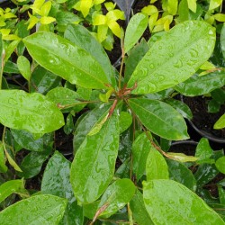 Magnolia 'Fairy Blush' - summer leaves