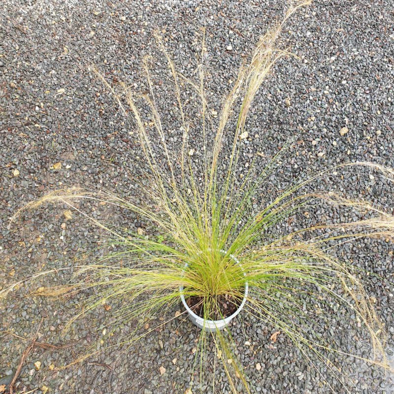 Stipa tenuissima 'Pony Tails' - early July Stipa tenuissima 'Pony Tails' - early July