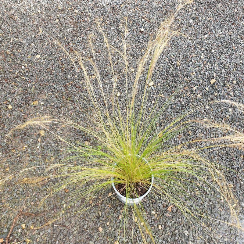 Stipa tenuissima 'Pony Tails' - early July