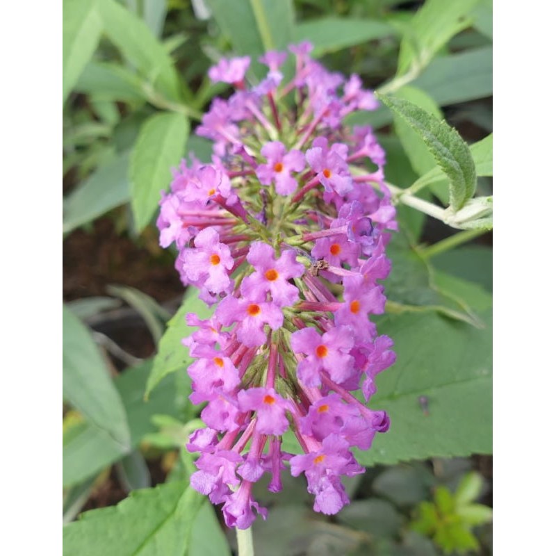 Buddleja davidii 'Sophie' - summer flowers Buddleja davidii 'Sophie' - summer flowers