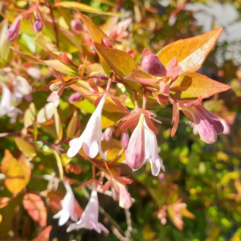 Abelia x grandiflora 'Francis Mason' - summer flowers