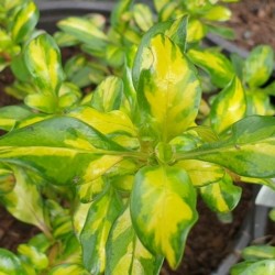 Coprosma 'Lemon and Lime' - summer leaves