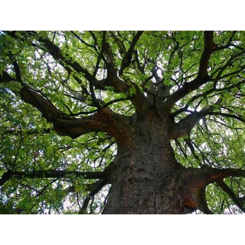 Quercus x hispanica 'Diversifolia' - established specimen Quercus x hispanica 'Diversifolia' - established specimen