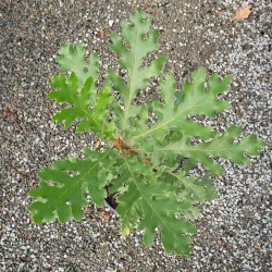 Quercus vulcanica - summer leaves