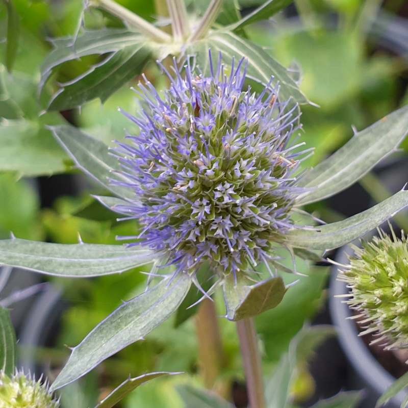 Eryngium planum 'Blauer Zwerg' - summer flowers Eryngium planum 'Blauer Zwerg' - summer flowers
