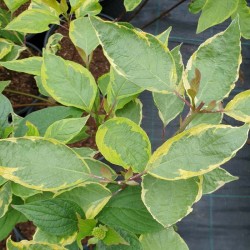 Cornus alba 'Spaethii' - summer leaves