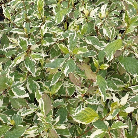 Cornus alba 'Sibirica Variegata' - variegated summer leaves