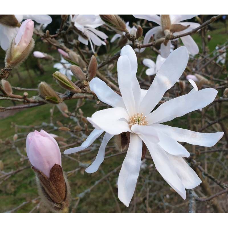 Magnolia stellata 'Rosea' - pale pink in bud, white when open