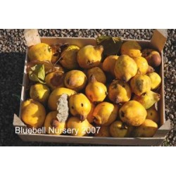 Cydonia 'Meeches Prolific'