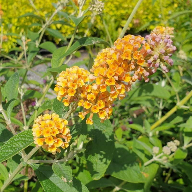 Buddleja × weyeriana 'Honeycomb' - summer flowers