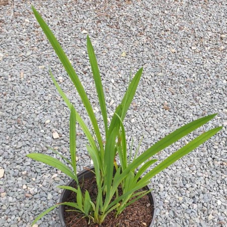 Crocosmia 'Orange Pekoe' - summer foliage