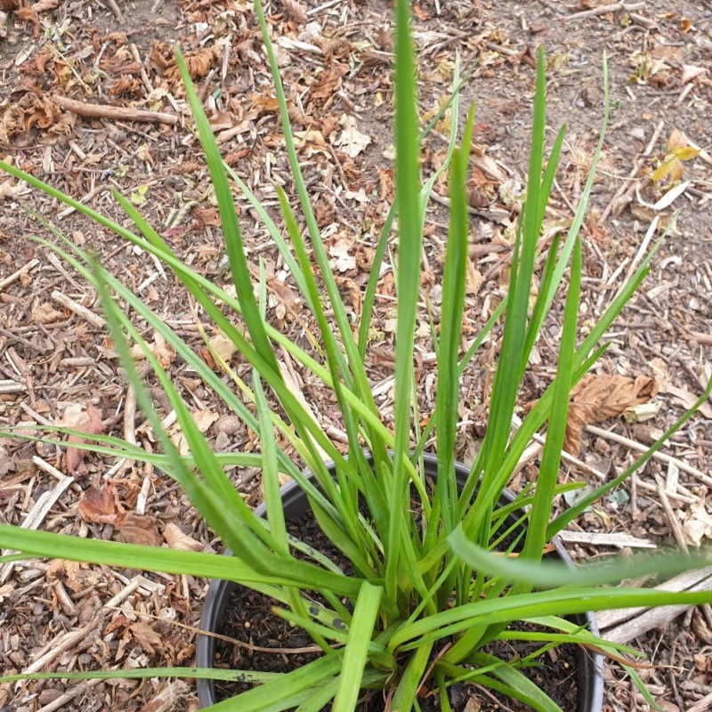 Kniphofia rufa 'Rasta' - summer leaves Kniphofia rufa 'Rasta' - summer leaves
