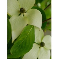 Cornus kousa 'Weisse Fountaine' - summer flower bracts