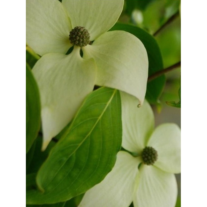 Cornus kousa 'Weisse Fountaine' - summer flower bracts