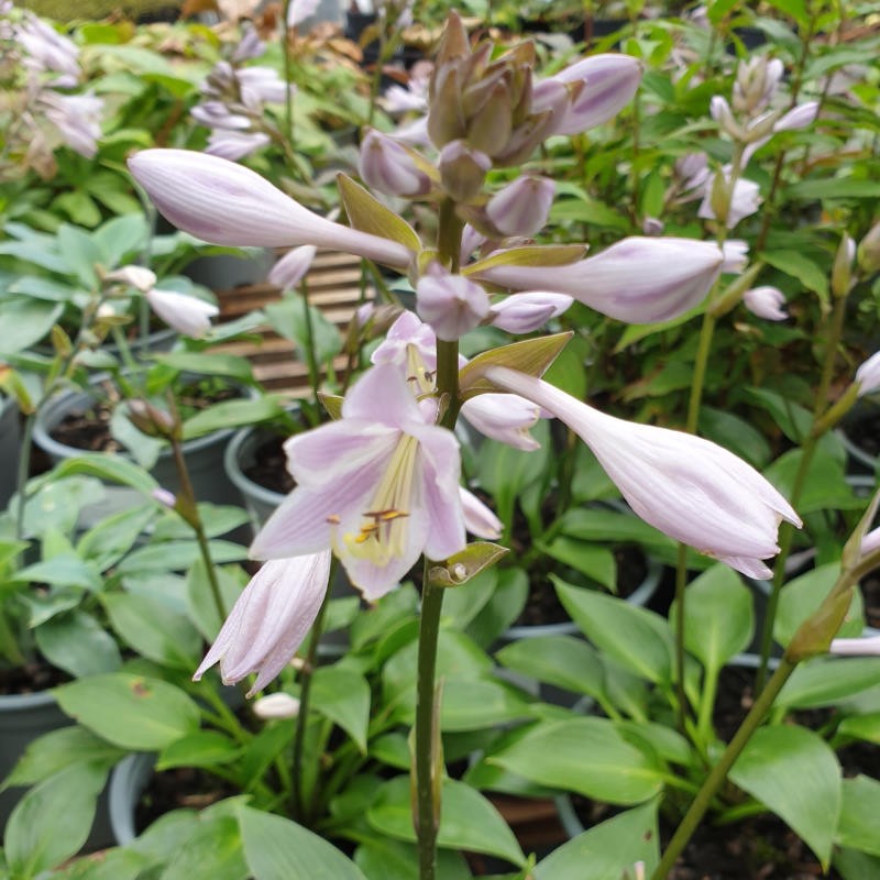Hosta 'Devon Green' - summer flowers Hosta 'Devon Green' - summer flowers