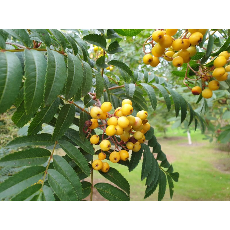 Sorbus 'Sunshine' - fruit in autumn