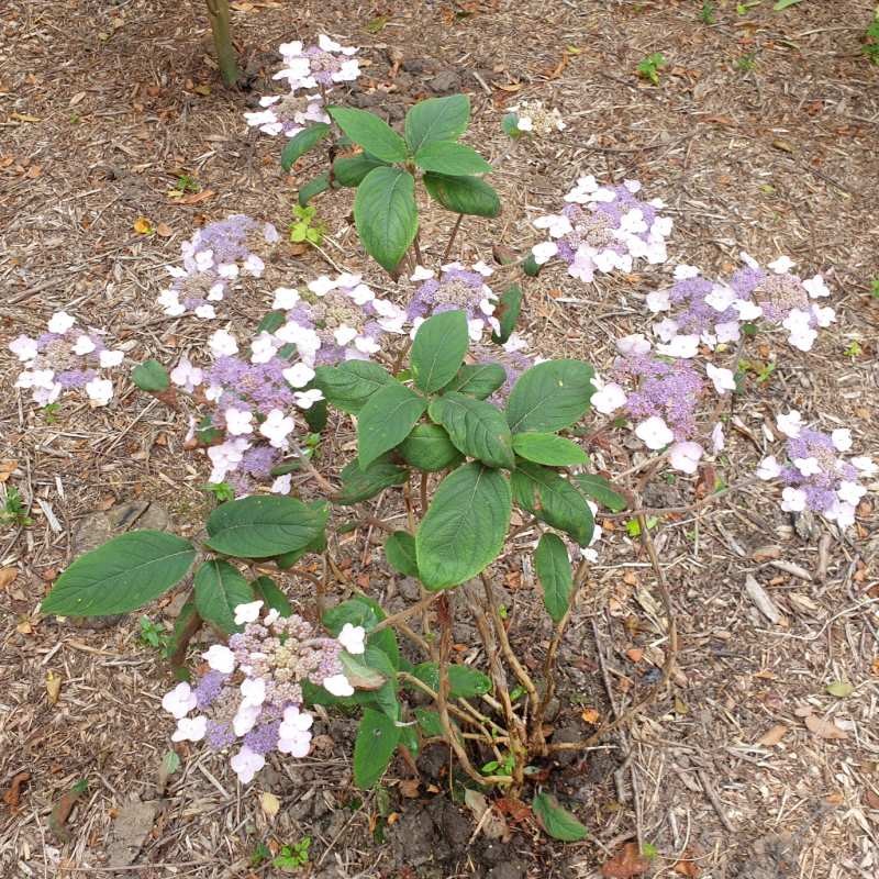 Hydrangea aspera 'Anthony Bullivant' - summer flowers Hydrangea aspera 'Anthony Bullivant' - summer flowers