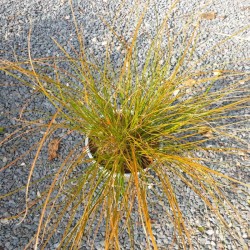 Carex testacea 'Prairie Fire' - summer leaves